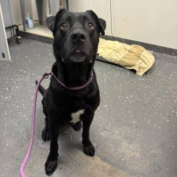Cody -  Mixed Breed Dog for Adoption in Columbiana, Alabama - Cody | PetCurious