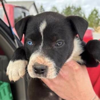 Mixed Breed Dogs Available for Adoption - Memphis | PetCurious