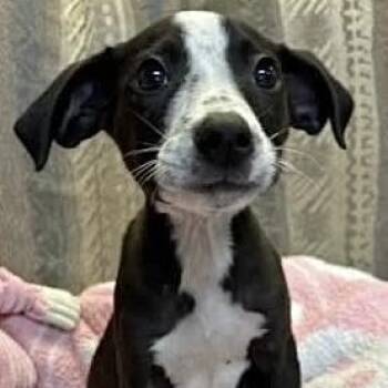 Mixed Breed Dogs Available for Adoption in Tunica, Mississippi - Buster  | PetCurious