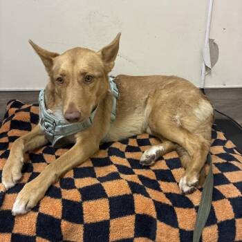 Shepherd and Mixed Breed Dogs Available for Adoption in Pasadena, California - Name Unknown | PetCurious