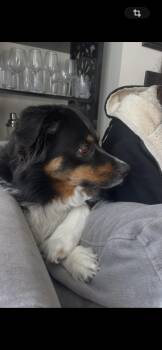 Australian Shepherd Dogs Available for Adoption - Romeo *COURTESY POST* | PetCurious