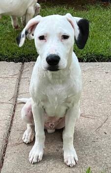 Tappy  A048697 -  Mixed Breed Dog for Adoption in Sharpsburg, Georgia - Tappy  A048697 | PetCurious