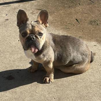 Tuesday -  French Bulldog Dog for Adoption in Barrington, Illinois - Tuesday | PetCurious