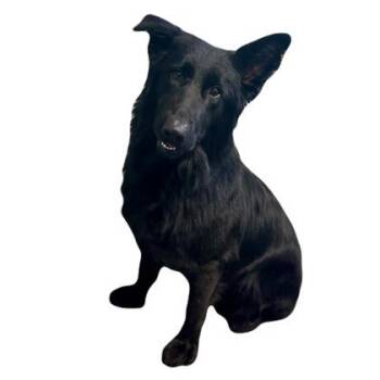 Rascal -  German Shepherd Dog Dog for Adoption in Red Bluff, California - Rascal | PetCurious
