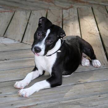 Oree S1 -  Mixed Breed Dog for Adoption in Natchitoches, Louisiana - Oree S1 | PetCurious