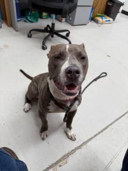 Kiara -  Pit Bull Terrier and Hound Dog for Adoption in Findlay, Ohio - Kiara | PetCurious