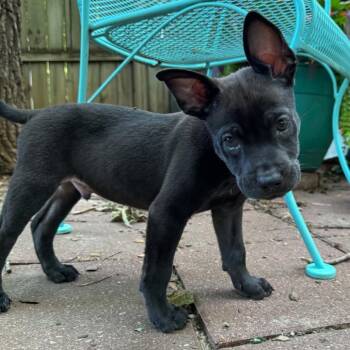 Fenway -  Shepherd and Pit Bull Terrier Dog for Adoption in Lenexa, Kansas - Fenway | PetCurious
