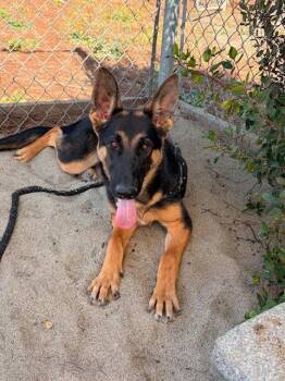 ALLYSON -  German Shepherd Dog Dog for Adoption in Salinas, California - ALLYSON | PetCurious