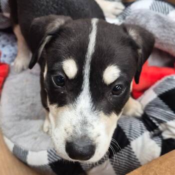 Rescue Terrier Dogs for Adoption in Tampa, Florida - Ziva | PetCurious