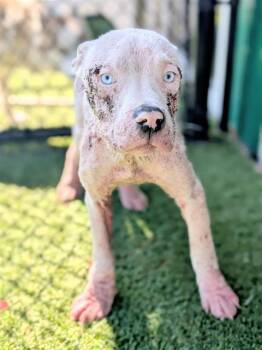 Mixed Breed Dogs Available for Adoption - JEROME | PetCurious