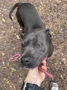 Rescue Mixed Breed Dogs for Adoption in Chamblee, Georgia - Fanami | PetCurious