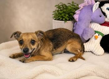 Viggo -  Chihuahua Dog for Adoption in Cedartown, Georgia - Viggo | PetCurious