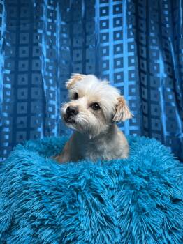 Shaggy -  Terrier Dog for Adoption in Hondo, Texas - Shaggy | PetCurious