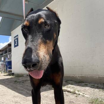 Rex -  Doberman Pinscher Dog for Adoption in Edinburg, Texas - Rex | PetCurious