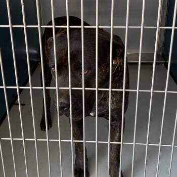 Mastiff and Mixed Breed Dogs Available for Adoption in Greenville, South Carolina - Gromit/Smoke | PetCurious