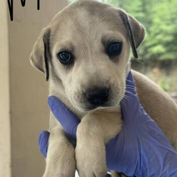 Husky and Mixed Breed Dogs Available for Adoption in Lucedale, Mississippi - MALE PUP 3 | PetCurious