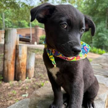 Black Labrador Retriever Dogs Available for Adoption in Glocester, Rhode Island - Maggie | PetCurious