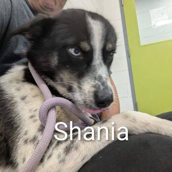 Mixed Breed Dogs Available for Adoption - Shaina | PetCurious