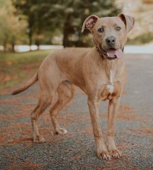 Oz -  Pit Bull Terrier Dog for Adoption in Madison, Georgia - Oz | PetCurious