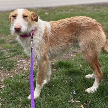 Portuguese Podengo and Greyhound Dogs Available for Adoption in Hanson, Massachusetts - Lucy | PetCurious