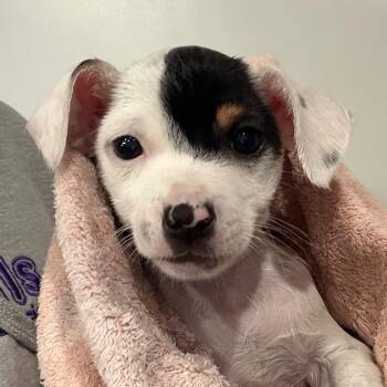 Calyx -  Mixed Breed Dog for Adoption in Dekalb, Illinois - Calyx | PetCurious