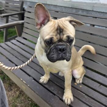 PUSH UPS -  French Bulldog and Staffordshire Bull Terrier Dog for Adoption in Long Beach, California - PUSH UPS | PetCurious