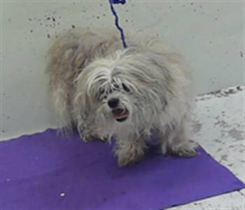 Shih Tzu and Mixed Breed Dogs Available for Adoption in Houston, Texas - BOUDREAUX | PetCurious