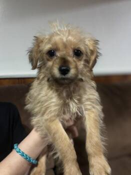 Yorkshire Terrier Dogs Available for Adoption - Pluto | PetCurious