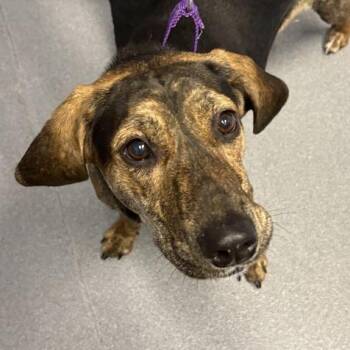 Freya -  Mixed Breed Dog for Adoption in Canal Winchester, Ohio - Freya | PetCurious