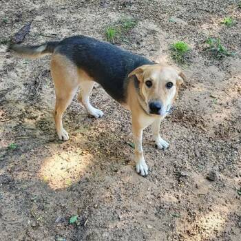 Sadie -  Hound and Mixed Breed Dog for Adoption in Wadena, Minnesota - Sadie | PetCurious
