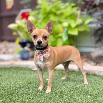 Canelo -  Chihuahua Dog for Adoption in Fairfield, Connecticut - Canelo | PetCurious