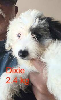 Havanese and Poodle Dogs Available for Adoption in Cupertino, California - DIXIE  | PetCurious