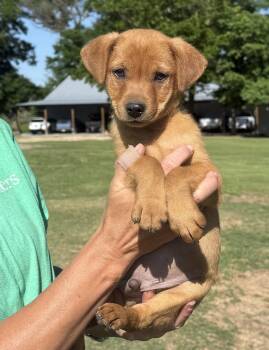 Labrador Retriever Dogs Available for Adoption in Sterling, Massachusetts - Jack 2 Months AVAILABLE 5/27 | PetCurious