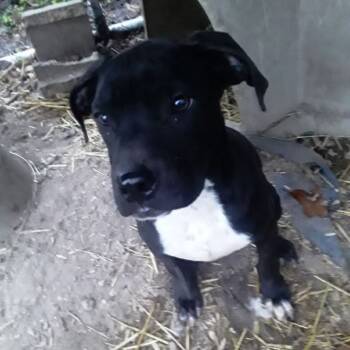 Rescue Mixed Breed Dogs for Adoption in Shorewood, Illinois - Carter | PetCurious