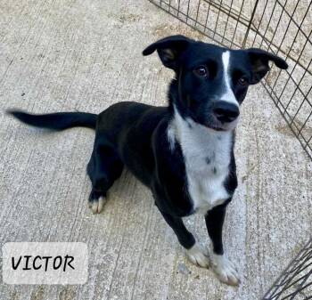 Rescue Chihuahua Dogs for Adoption - VICTOR | PetCurious