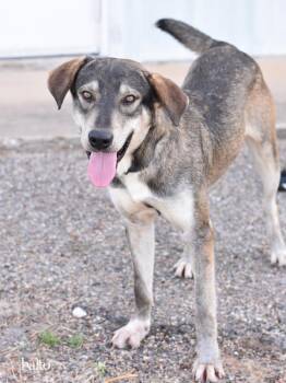 Husky and German Shepherd Dog Dogs Available for Adoption in Mooresville, North Carolina - Balto | PetCurious