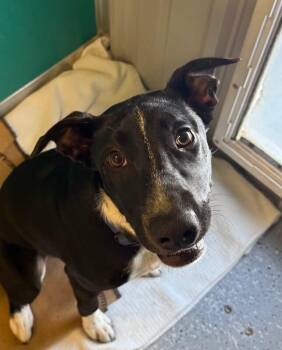 Pepe -  Border Collie and Mixed Breed Dog for Adoption in Yankton, South Dakota - Pepe | PetCurious