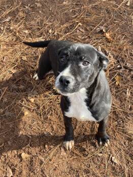 Rescue Labrador Retriever Dogs for Adoption in Troy, Alabama - Andy *In Foster* | PetCurious