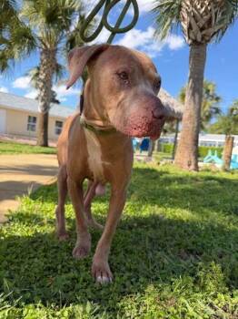 Labrador Retriever and Weimaraner Dogs Available for Adoption in Daytona Beach, Florida - Nikita - 2 | PetCurious