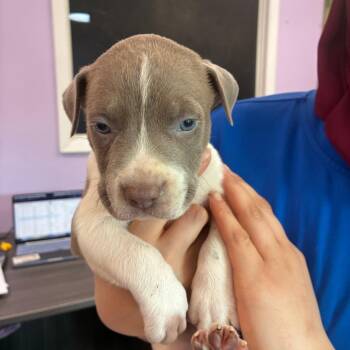 Graphing Calculator -  Pit Bull Terrier Dog for Adoption in Northbrook, Illinois - Graphing Calculator | PetCurious