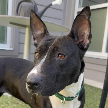 Bull Terrier and Mixed Breed Dogs Available for Adoption - Chalupa | PetCurious