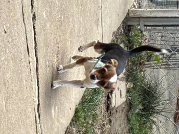 Rescue Chihuahua Dogs for Adoption in Lincoln University, Pennsylvania - Clyde | PetCurious