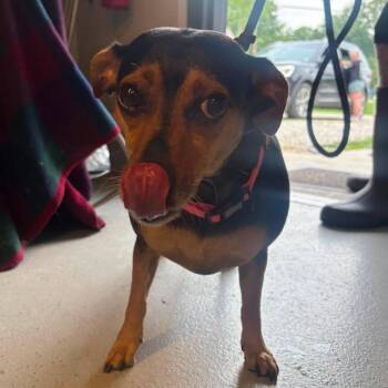 Angel -  Mixed Breed Dog for Adoption in Huntington, West Virginia - Angel | PetCurious