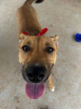 BRIELLE -  Mixed Breed Dog for Adoption in Charlotte, North Carolina - BRIELLE | PetCurious