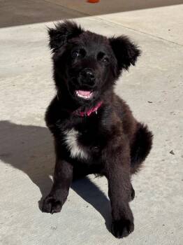 Fin -  Mixed Breed Dog for Adoption in Hackensack, Minnesota - Fin | PetCurious