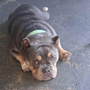 Lux -  American Bully Dog for Adoption in Huber Heights, Ohio - Lux | PetCurious