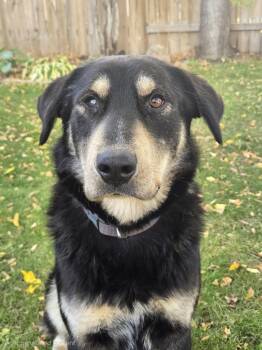 Buddy -  Mixed Breed Dog for Adoption in Saskatoon, Saskatchewan - Buddy | PetCurious