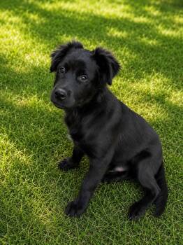 Bayou (M) -  Shepherd and Labrador Retriever Dog for Adoption in Nashville, Tennessee - Bayou (M) | PetCurious