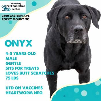 ONYX  Available NOW - ADOPTION or RESCUE! -  Black Labrador Retriever and Mixed Breed Dog for Adoption in Nashville, North Carolina - ONYX  Available NOW - ADOPTION Or RESCUE! | PetCurious