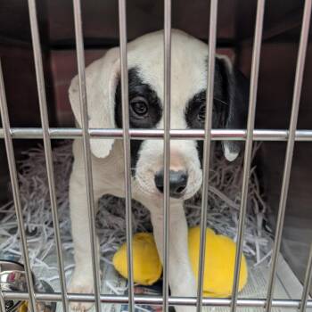 Mixed Breed Dogs Available for Adoption in Lakeland, Florida - Batik | PetCurious